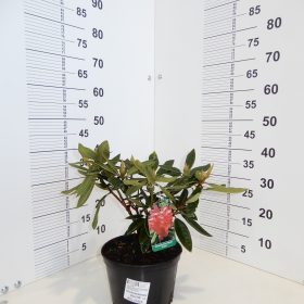 Rododendron Vulcan C4