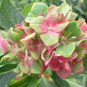 Velelisna hortenzija 'Schloss Wackerbarth'