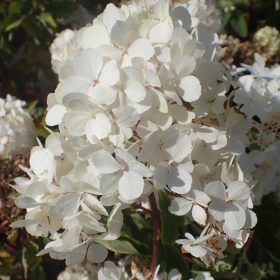 Metličasta hortenzija 'Vanille Fraise'