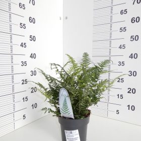 Polystichum setiferum Congestum