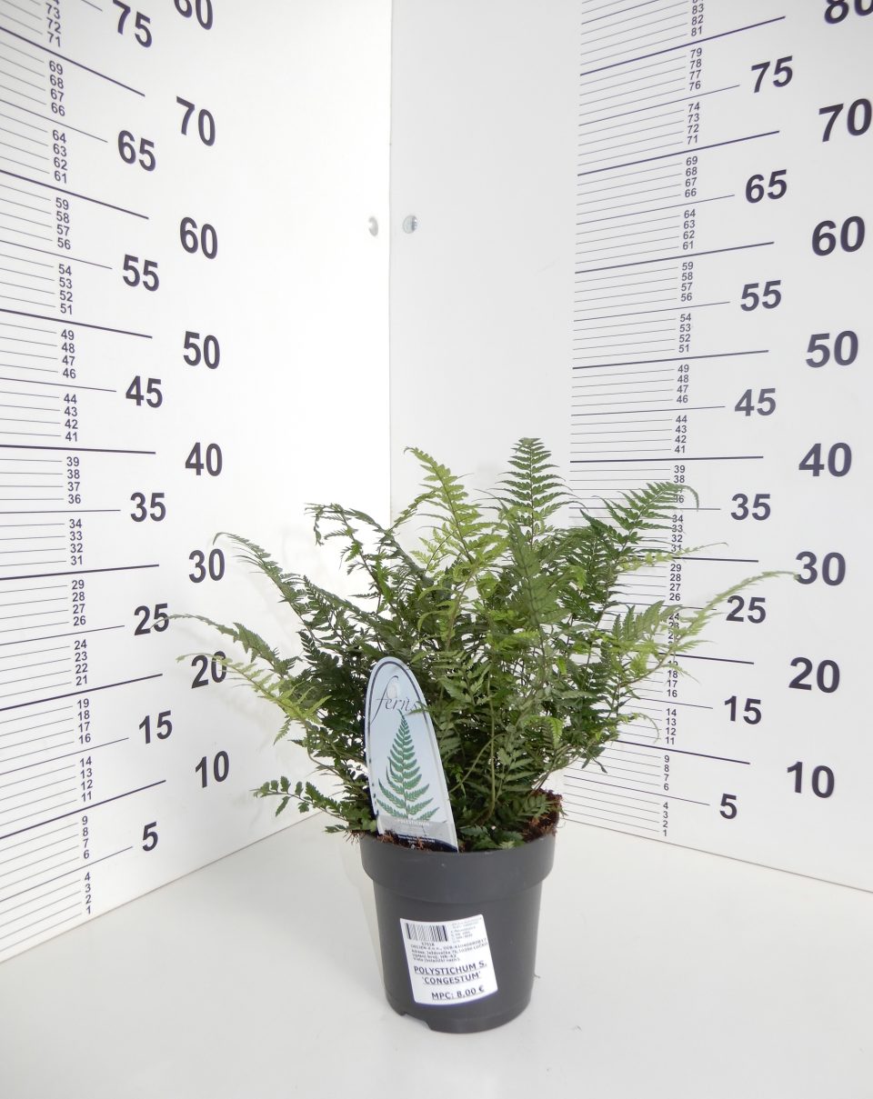 Polystichum setiferum Congestum