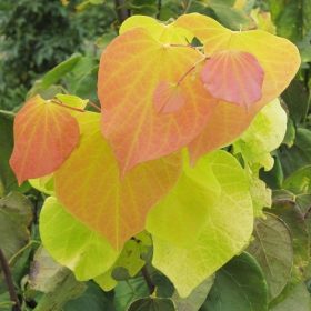 Kanadsko judino drvo 'Hearts of Gold'