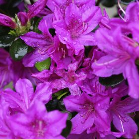 Azalea 'Lady Dark'
