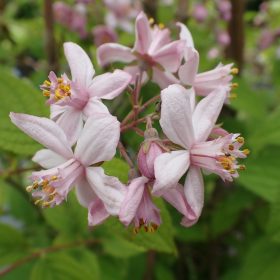 Dojcija 'Mont Rose'