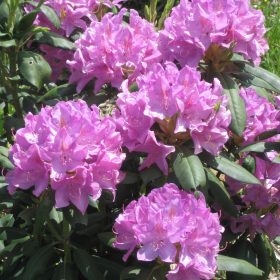 Rododendron 'English Roseum'