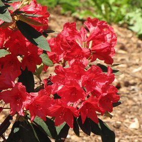 Rododendron 'Vulcan'