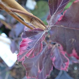 BUKVA PURPUREA TRICOLOR