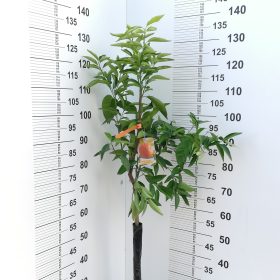 HERNANDINA
