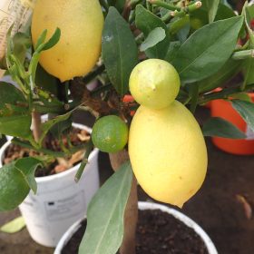 Limequat