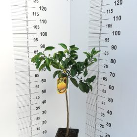 MARSH SEEDLESS 27