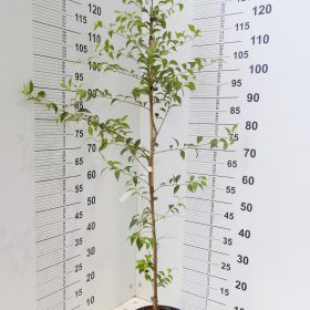 STYRAX JAPONICUM
