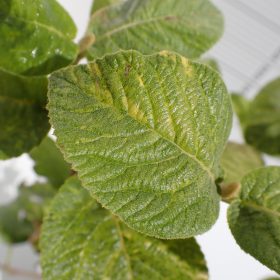 viburnum aureovariegata