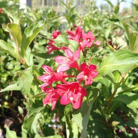 Weigela 'Red Prince'