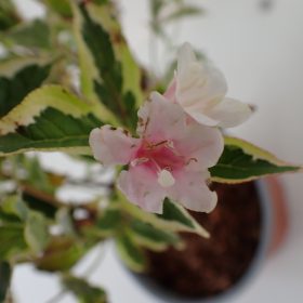 WEIGELA VAR.