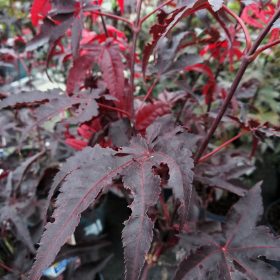 Japanski javor 'Red Emperor'