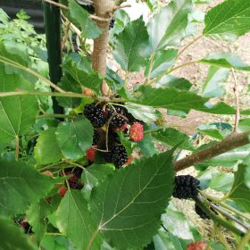 Patuljasti dud 'Mojo Berry'