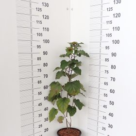 CLERODENDRUM