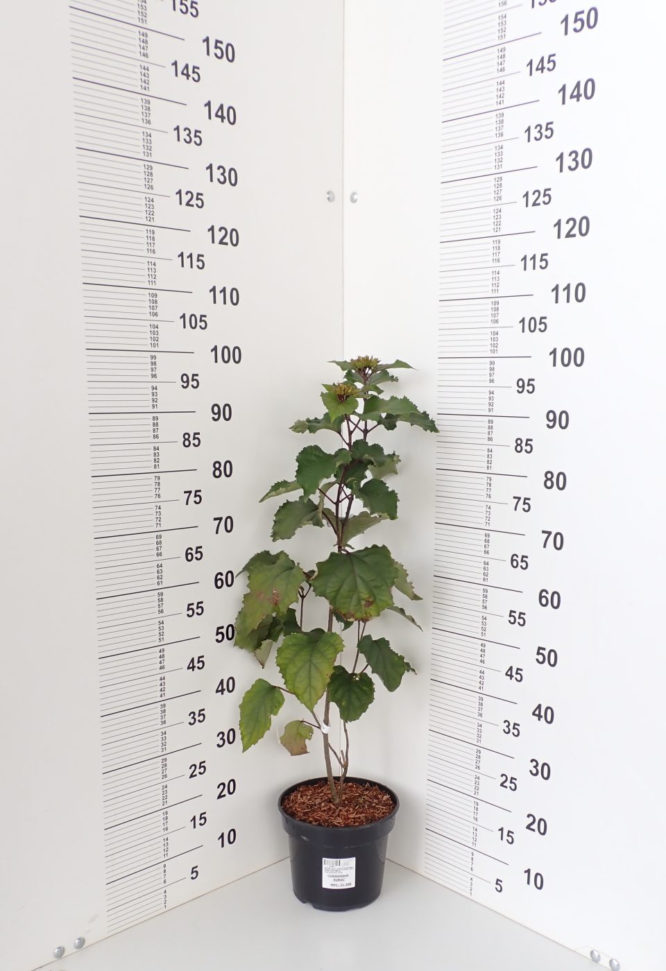 Klerodendron - Slika 2