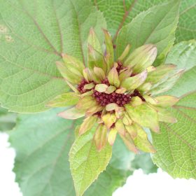 Klerodendron