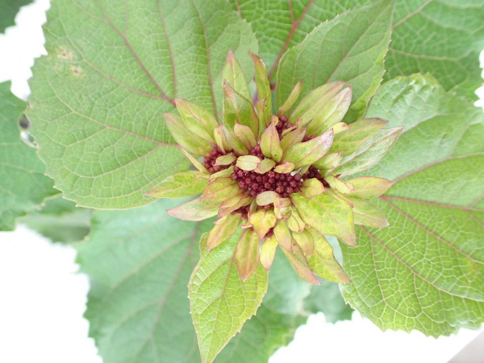 Klerodendron