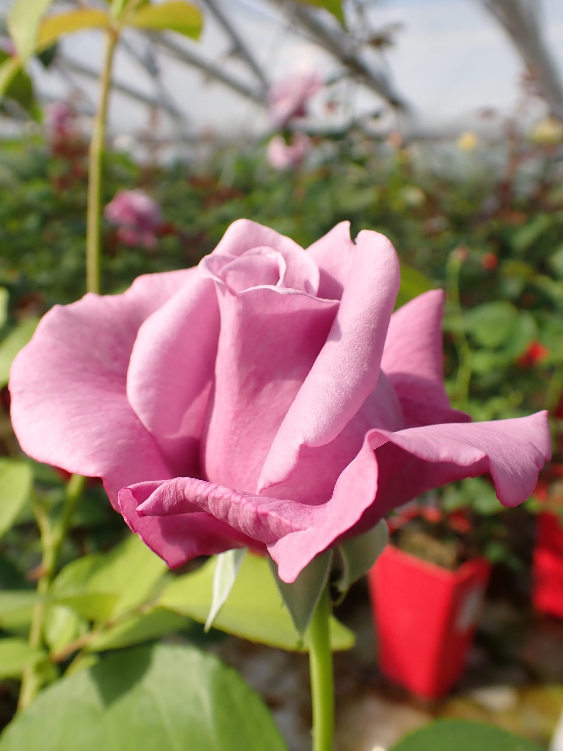 Vrtnica 'La Rosa Blu' - Image 3
