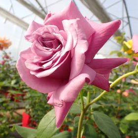 Ruža 'La Rosa Blu'