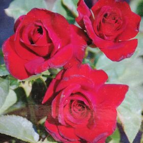 Ruža 'Schwarze Madonna'