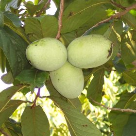 indijanska banana wabash