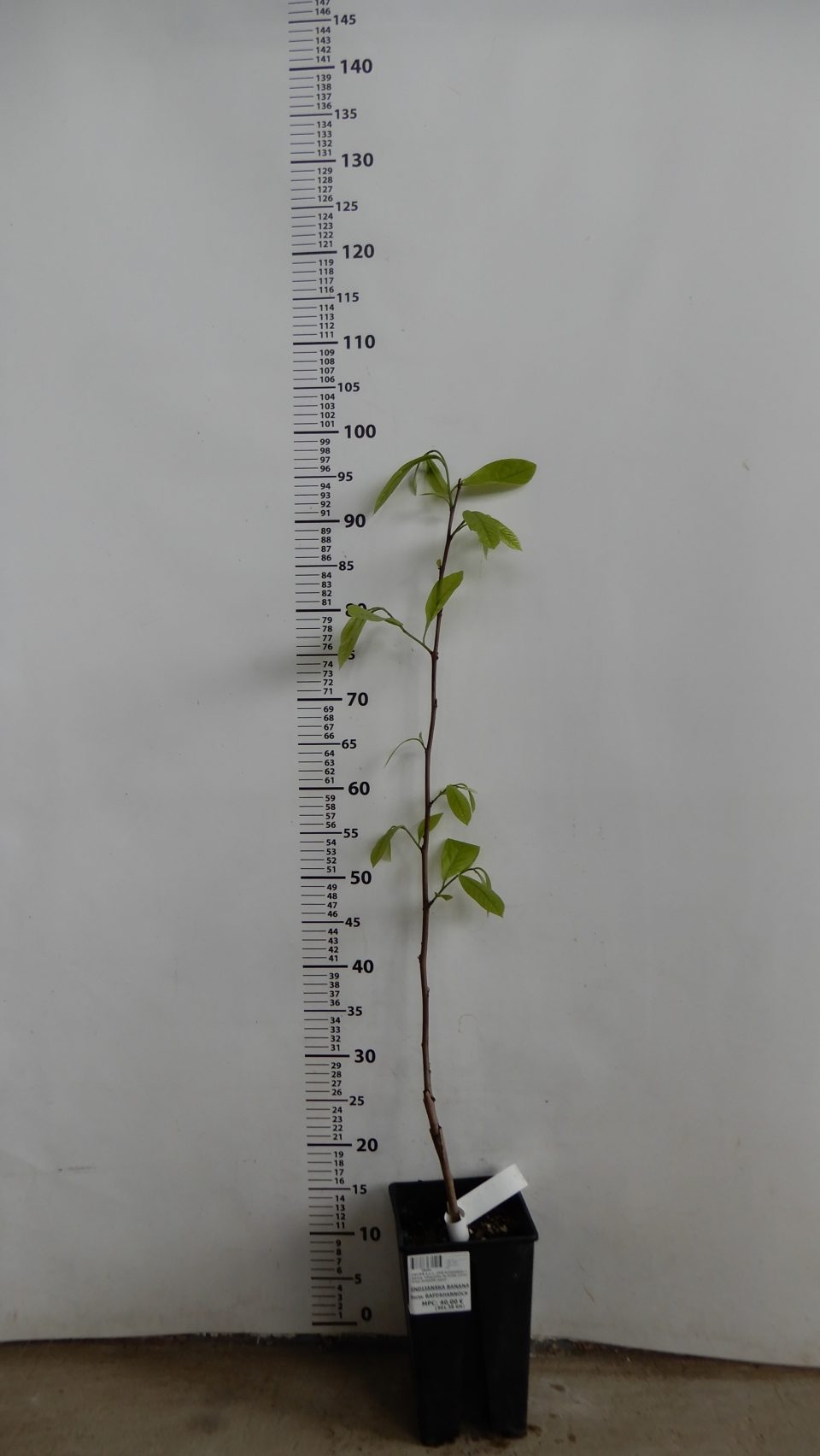 Rappahannok - Image 2