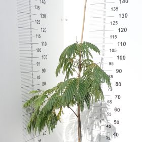 ALBICIJA UMBRELLA BOUBRI 55