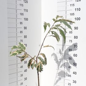 KESTEN VARIEGATA
