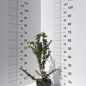 Pačempres 'Fernspray Gold'