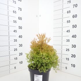Thuja 'Rheingold'