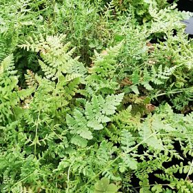 Woodsia obtusa