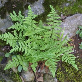 Woodsia obtusa