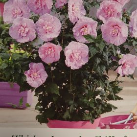 HIBISKUS LAVENDER CHIFFON