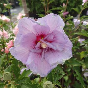 hibiskus lavender chiffon