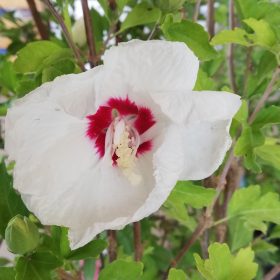 Hibiskus 'French Point'