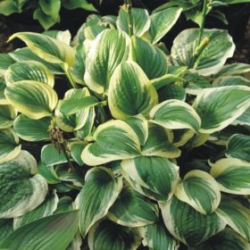 Hosta 'Austin Dickinson'