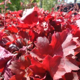 Koralni zvonec 'Cherry Cola'