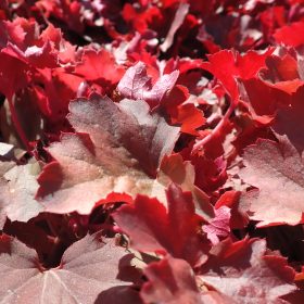 HEUCHERA CHERRY COLA1