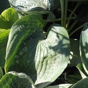 HOSTA ABIQUA DRINKING