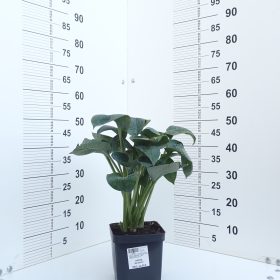 HOSTA BIG DADDY