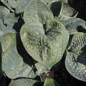 hosta big daddy