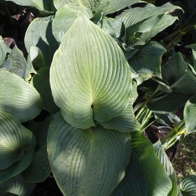 HOSTA BLUE ANGEL 2