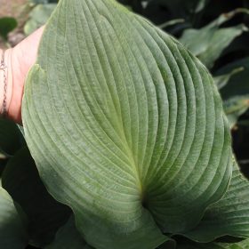 hosta blue angel