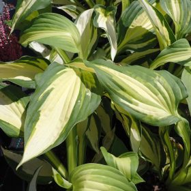 Hosta 'Color Festival'