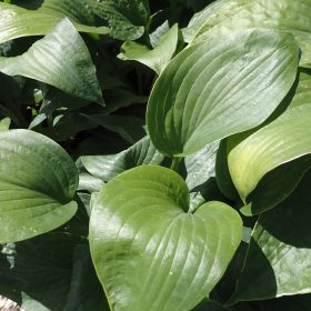 hosta elegans