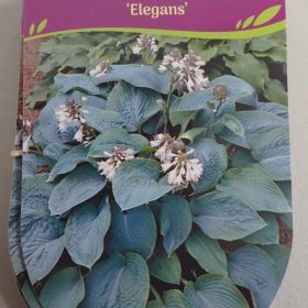 HOSTA ELEGANS