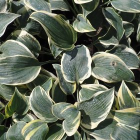 hosta first frost